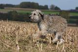 BOUVIER DES ARDENNES 226